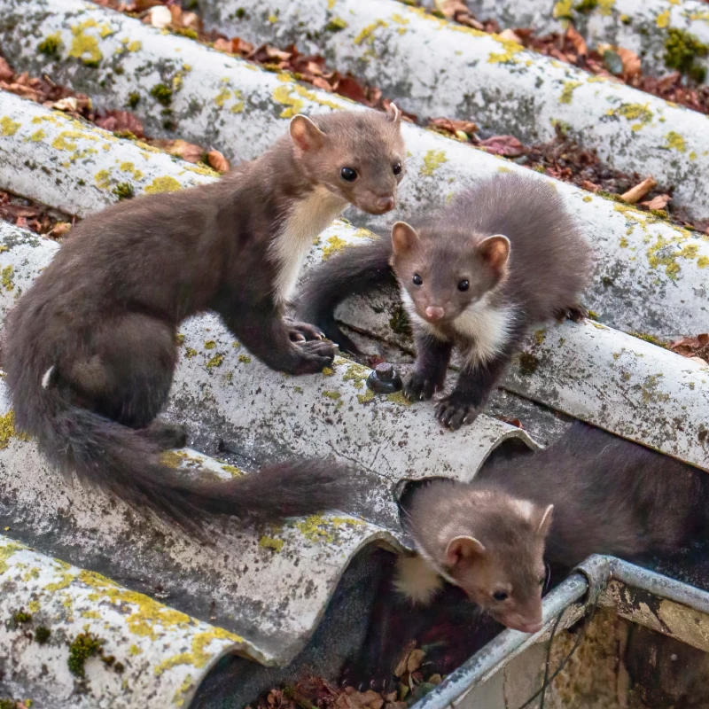 Naprawa dachu po kunie photo