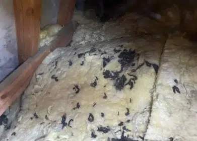 Naprawa dachu po kunie Zamość