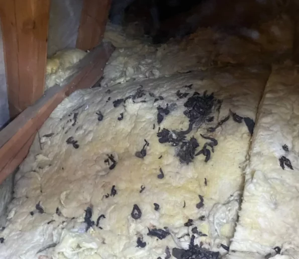 Naprawa dachu po kunie Zamość