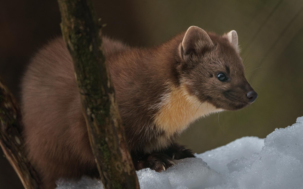 Kuna na dachu objawy